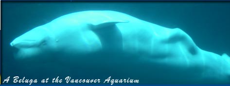 <whale at aquarium>
